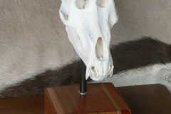Skull mounts